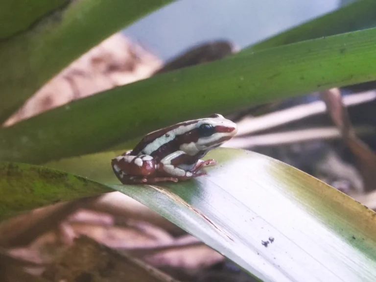 Sapo venenoso dardo (Epipedobates tricolor) com coloracao vermelha e listras brancas